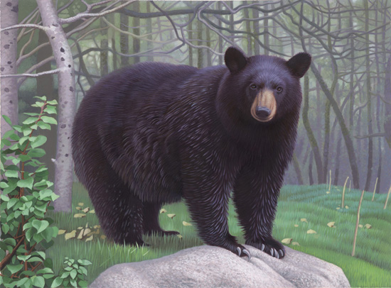 American bear
